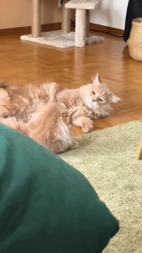 Two cats Stock Footage 315505797