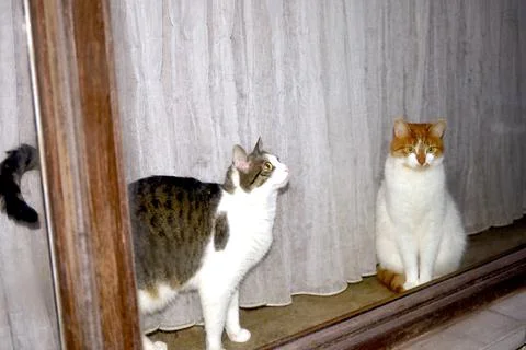 Two cats in front of the window Foto stock