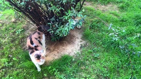 Two cats in the garden Stock Footage 82688598