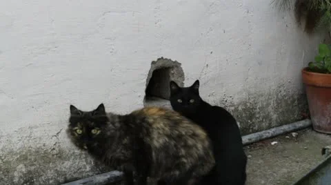 Two cats get into a hole in the wall. Stock Footage 8931562
