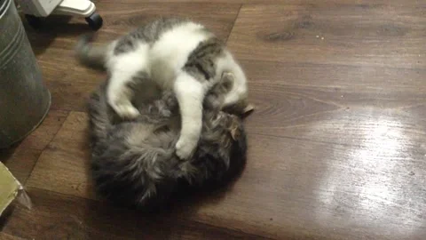 Two Cats gray and white Play , Fight and somersault on the Floor in the House Stock Footage 167972524