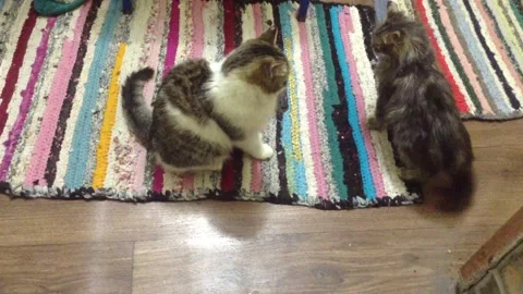 Two Cats gray and white Play , Fight and somersault on the Floor in the House 2 Stock Footage 167972536