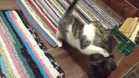 Two Cats gray and white Play , Fight and somersault on the Floor in the House 3 Stock Footage 167972554