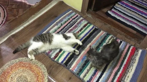 Two Cats gray and white Play , Fight and somersault on the Floor in the House 5 Stock Footage 168013976