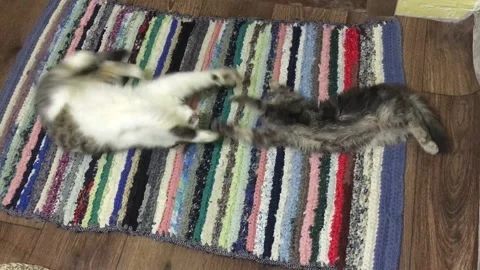 Two Cats gray and white Play , Fight and somersault on the Floor in the House 6 Stock Footage 168013996