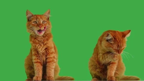 Two cats on a green screen Video stock 322165024