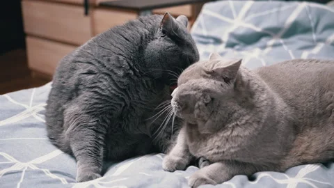 Two Cats: Grooming on a Bed Stock Footage 312004576