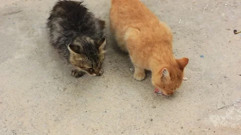Two cats having breakfast Stock Footage 41595752