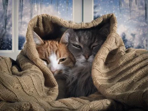 Two cats hide under the blanket. Outside, the winter snow. The concept of hom Stock Photos