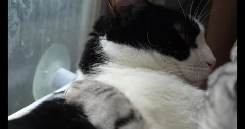 Two cats hug and cuddling on bed. Cute domestic friendly cats. 2 sleepy kittens Stock Footage 305524135