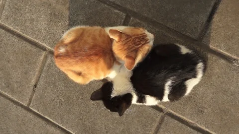 Two Cats hugs gently sleep or rest together in the street Stock Footage 116812000