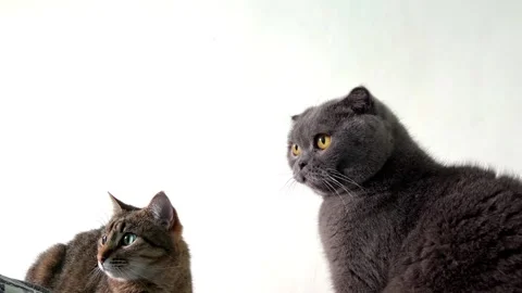 Two cats interact playfully, showcasing their unique  expressions Stock Footage 300167226