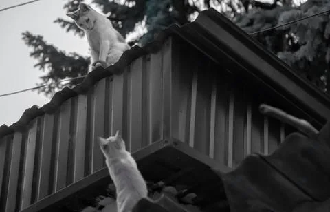 Two cats interact on rooftops during a cloudy afternoon in a suburban neigh.. Stock Photos