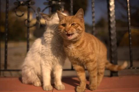 Two Cats of Istanbul Stock Photos