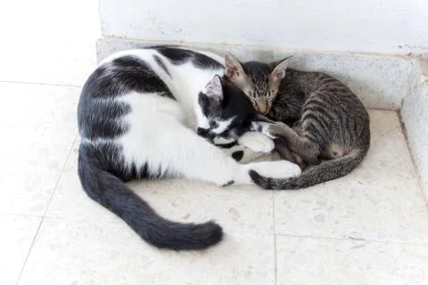 Two Cats kittens sleeping Stock Photos