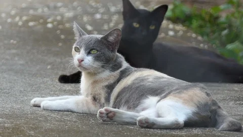 Two cats laying on the floor Stock Footage 125181777