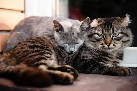 Two cats leaning on each other as friends, cats friendship Stock Photos