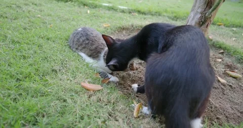 Two cats lick each other in summer park. Stock Footage 241363300