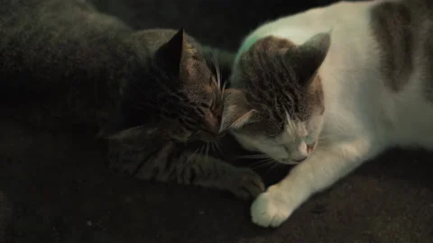 Two cats licking clean for each other love and happiness. Stock Footage 186927037