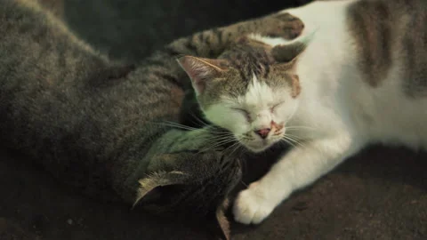 Two cats licking clean for each other love and happiness. Stock Footage 186927261