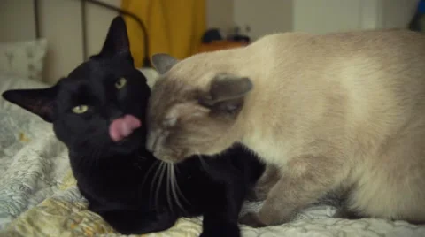 Two Cats Licking Each Other Stock Footage 51742791