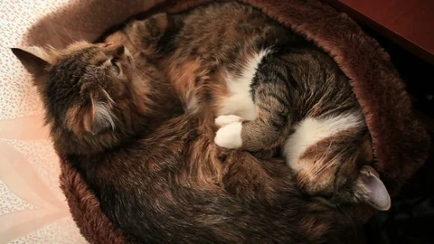 Two cats lie on the bed and look at the camera. Stock Footage 91433165