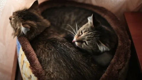 Two cats lie on the bed, one licks, the other takes pleasure. 스톡 동영상 91428757