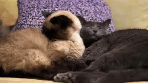 Two cats lie cute leaned against to each other, Siamese cat licks itself 動画素材 143030949