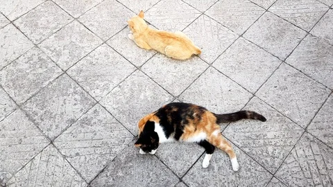 Two cats lie on a stone tile floor Stock Footage 113279630