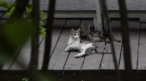 Two cats look Stock Footage 5186330