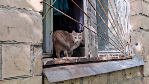 Two cats looking out of window of an old house. There is a metal grill on window Video stock 315439114