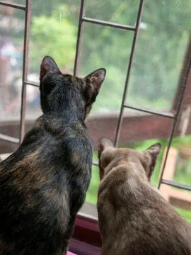 Two Cats Looking Out Window Together Tortoiseshell and Gray Feline Friends .. Foto stock