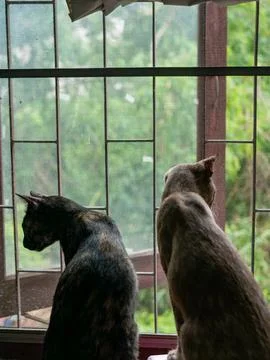 Two Cats Looking Out Window Together Tortoiseshell and Gray Feline Friends .. Foto stock