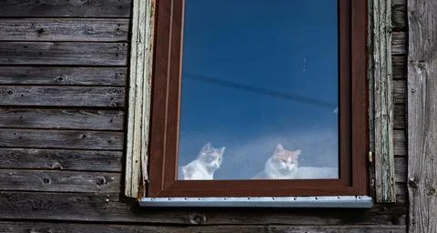 Two Cats Looking Out Window in Latvia Stock Photos