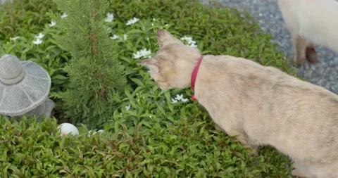 Two cats looking for something in the bushes. Stock Footage 237780463