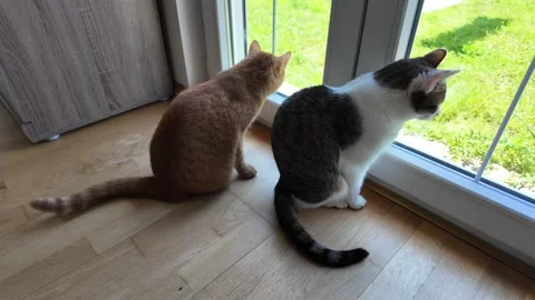 Two cats looking to window with tense tail wags. Stock Footage 317325744