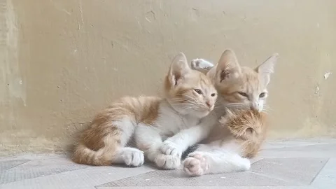 Two cats loving each other Stock Footage 243270956