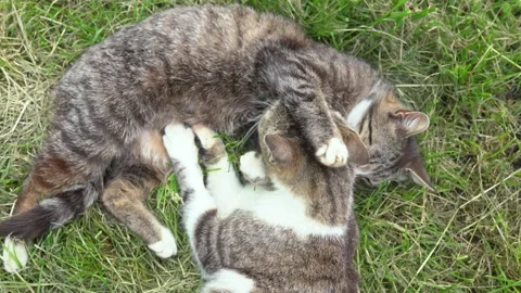 Two cats loving each other - cat loves. Stock Footage 246364603