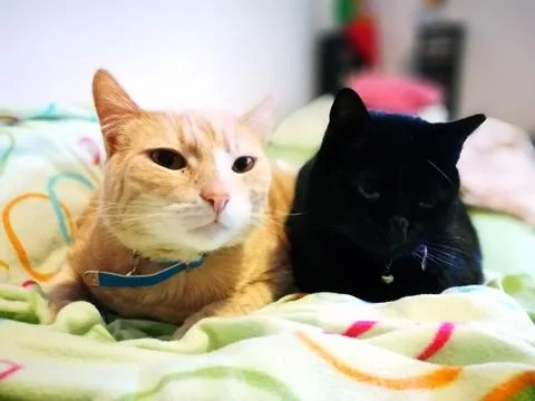 Two cats lying on the bed - black cat and golden cat Stock Photos