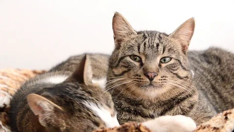 Two cats lying, licking and hugging each other. Domestic cats playing. Feline Video stock 122301901