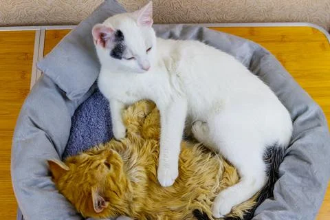 Two cats lying in their soft cozy cat bed Stock Photos