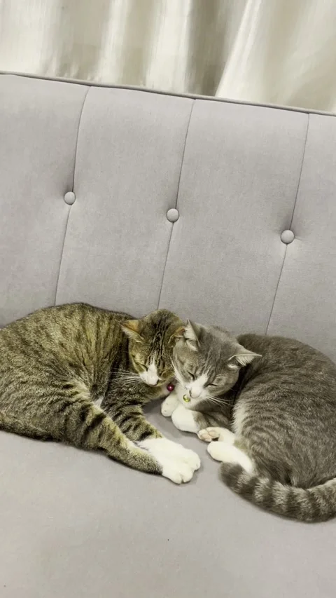 Two Cats  Lying Together. Sweet Tabby Cats Video,Funny Stock Footage 296176232