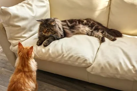 Two cats lying on white sofa at home i Stock Photos