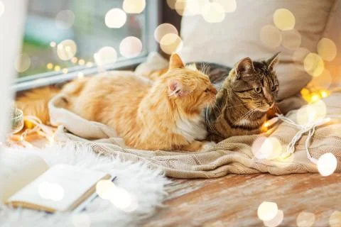 Two cats lying on window sill with blanket at home Stock Photos