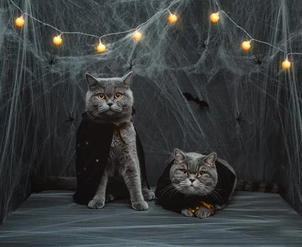 Two cats in mantles on a dark background with glowing garlands and cobwebs. H Stock Photos