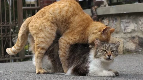 Two Cats Mating On Street Stock Video Pond5