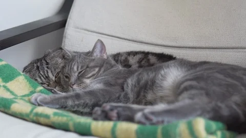 Two cats mom and son resting and sleeping on the chair with green yellow plaid Stock Footage 108722823