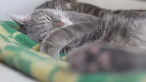 Two cats mom and son resting and sleeping on the chair with green yellow plaid Stock Footage 108732597