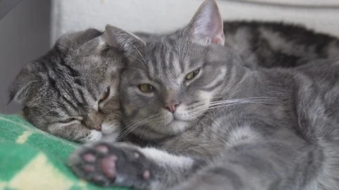 Two cats mom and son resting and sleeping on the chair with green yellow plaid Stock Footage 108732600