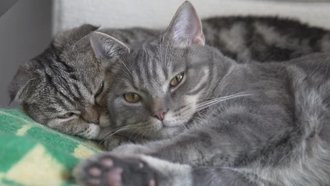 Two cats mom and son resting and sleeping on the chair with green yellow plaid Stock Footage 108732765